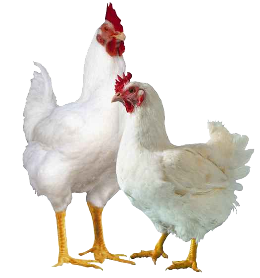 Live free-range chickens | Premium Poultry
